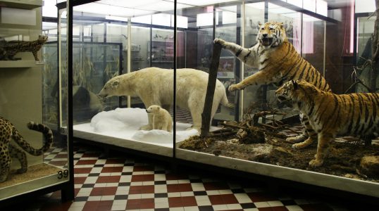 zoomuseum